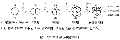 ウニ受精卵の卵割の様子