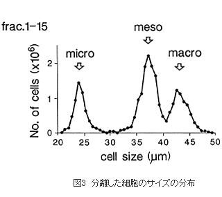 分離した細胞のサイズの分布