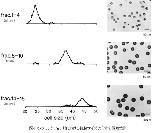 各フランクション群における細胞サイズの分布と顕微鏡像