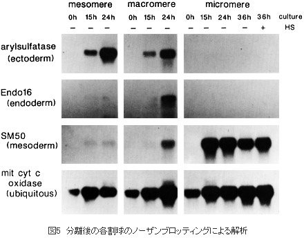 分離後の各割球のノーザンブロッティングによる解析