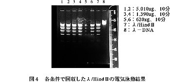 各条件で回収したλ/Hind IIIの電気泳動結果