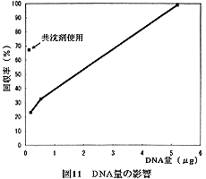 DNA量の影響