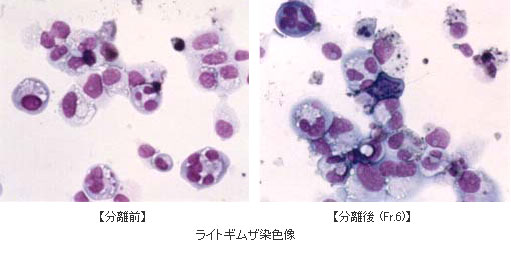 ライトギムザ染色像