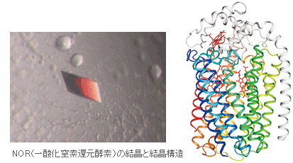 図：NOR（一酸化窒素還元酵素）の結晶と結晶構造