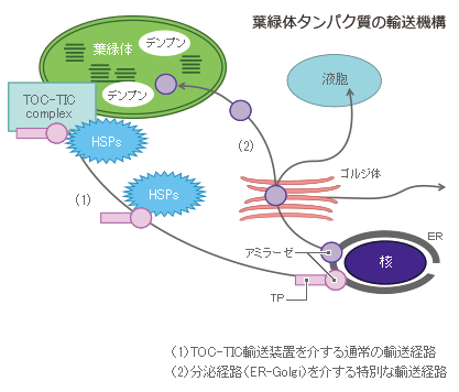 分泌経路を介してプラスチドへ輸送されるアミラーゼ輸送機構の解析