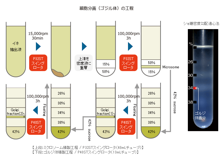 細胞分画（ゴジル体）の工程