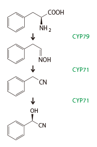 図：酵素活性分子