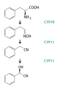 図:酵素活性分子
