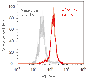 フローサイトメーターを用いた mCherry蛍光強度の検出